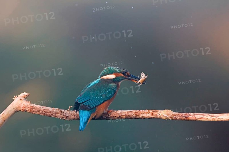 Common kingfisher