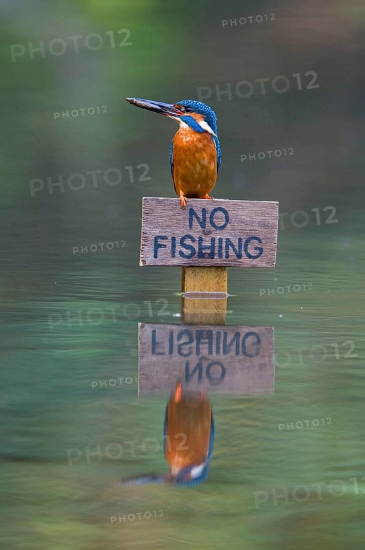 Common kingfisher