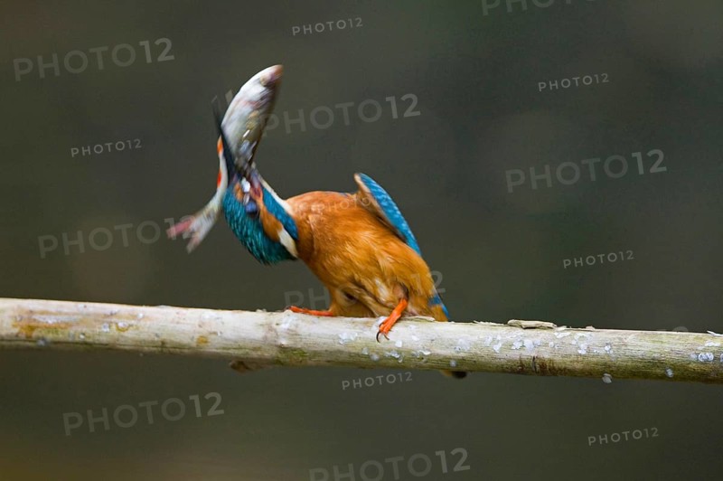 Common kingfisher