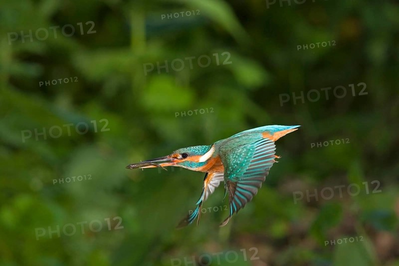 Common kingfisher