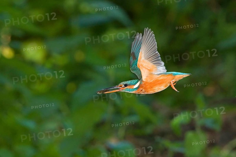 Common kingfisher