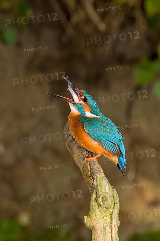 Kingfisher