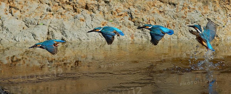 Common kingfisher