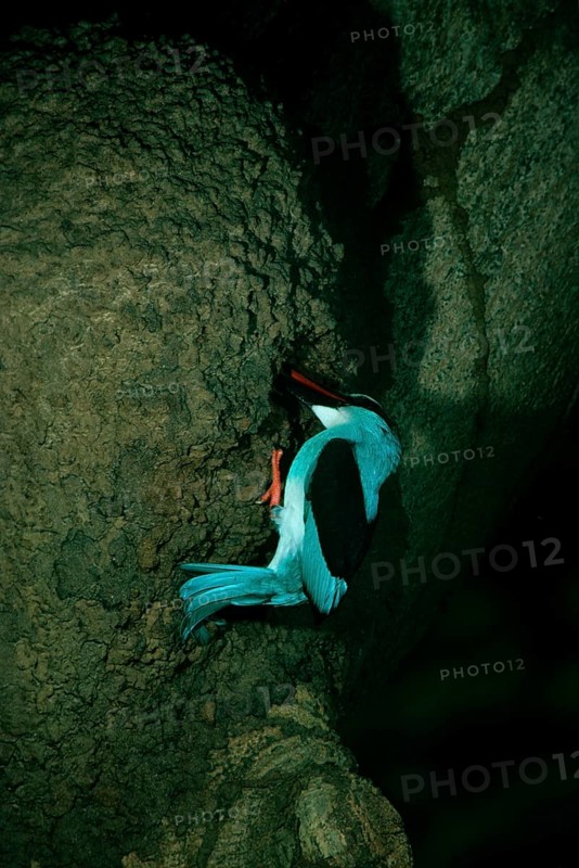Blue-breasted kingfisher