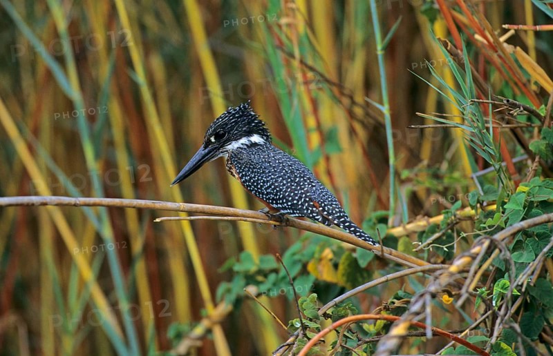 Giant kingfisher