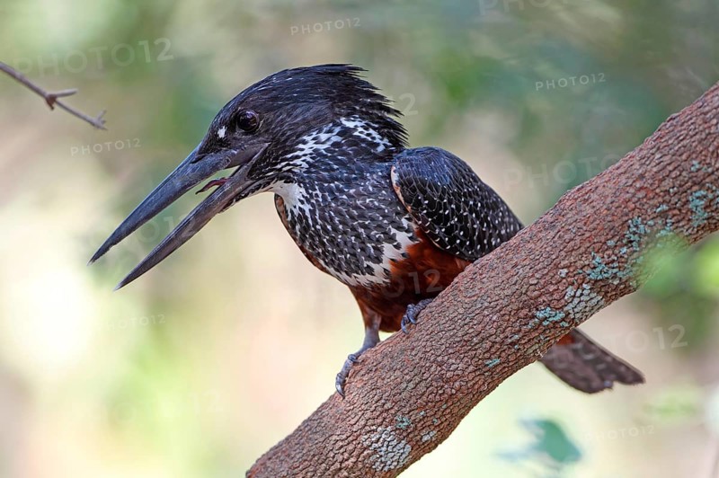 Giant kingfisher