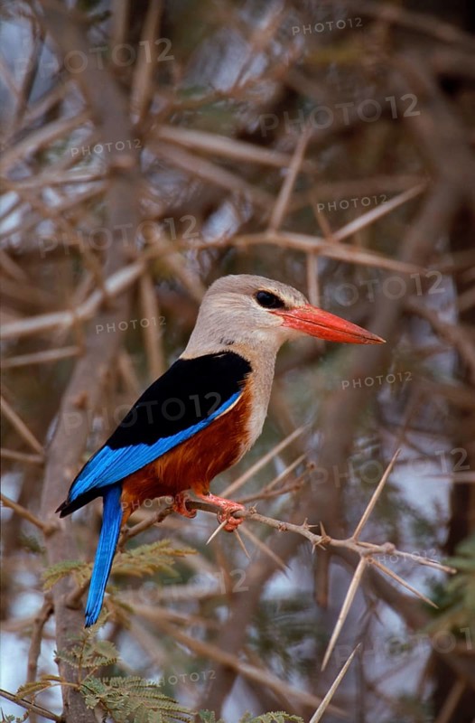 Grey-headed kingfishers