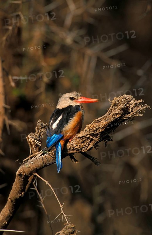 Grey-headed kingfishers