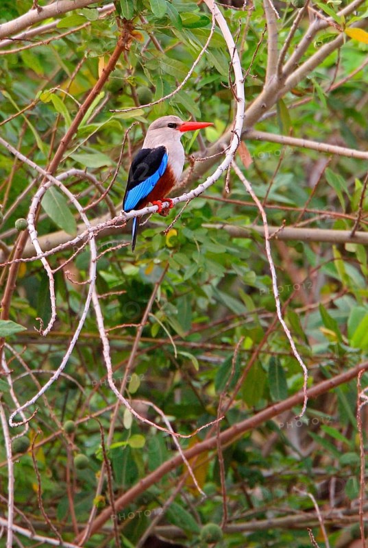 Grey-headed kingfishers