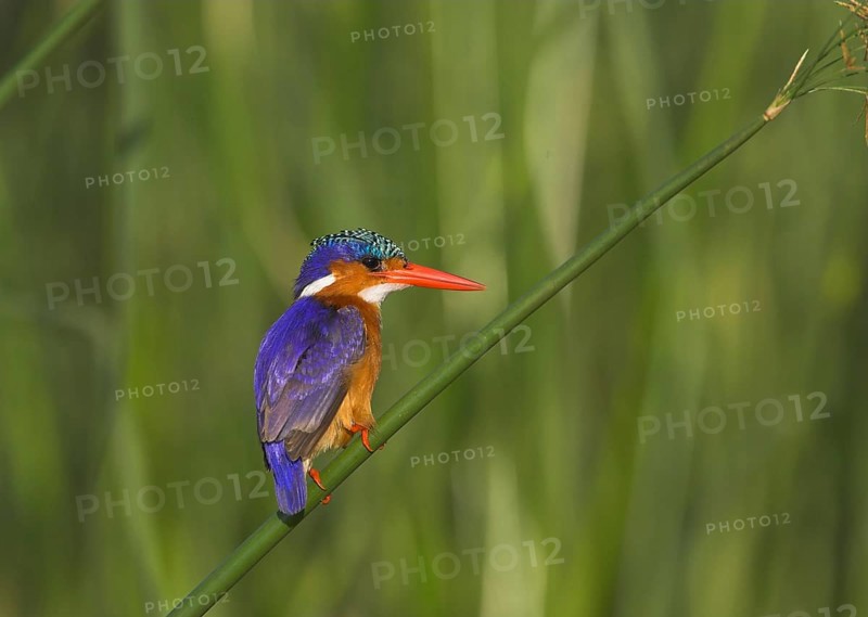 Malachite malachite kingfisher