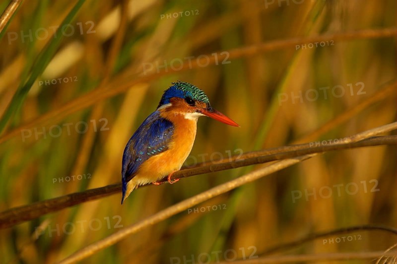 Malachite malachite kingfisher