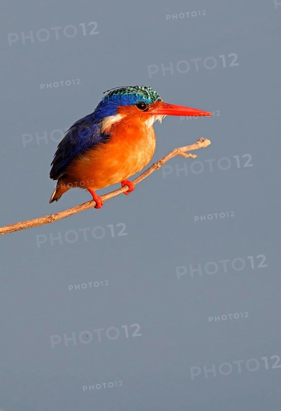 Malachite malachite kingfisher