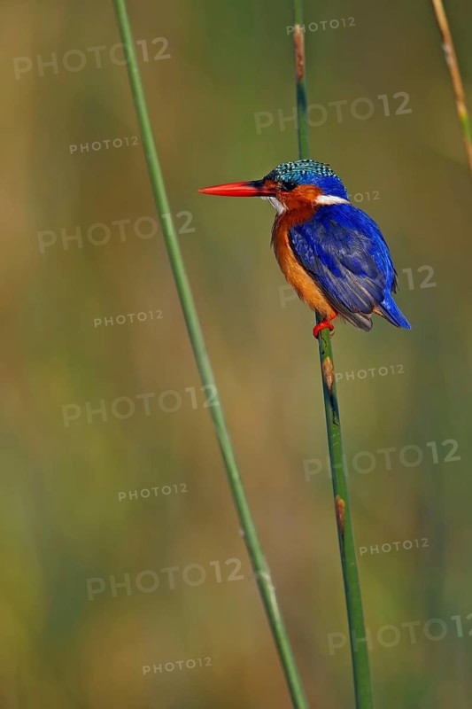 Malachite malachite kingfisher