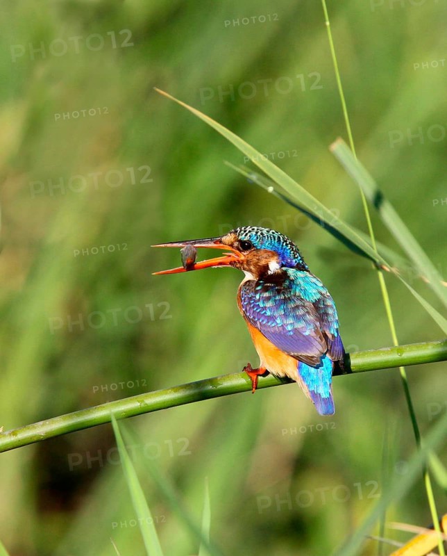 Malachite malachite kingfisher