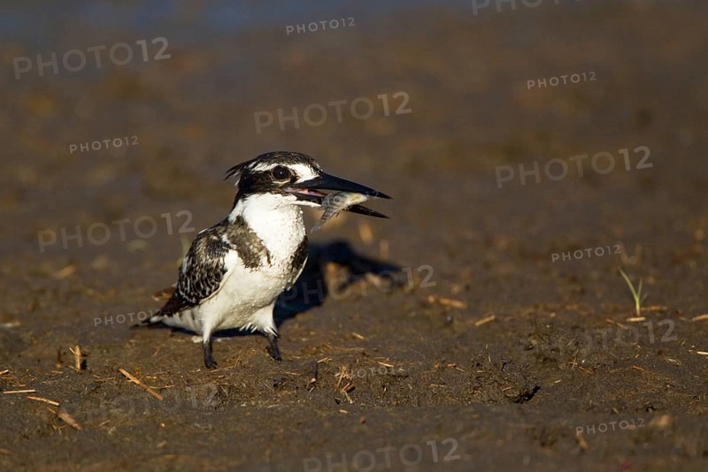 Alcedo rudis