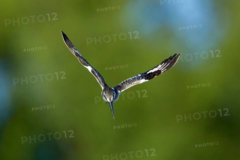 Alcedo rudis