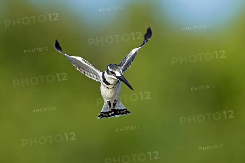 Alcedo rudis