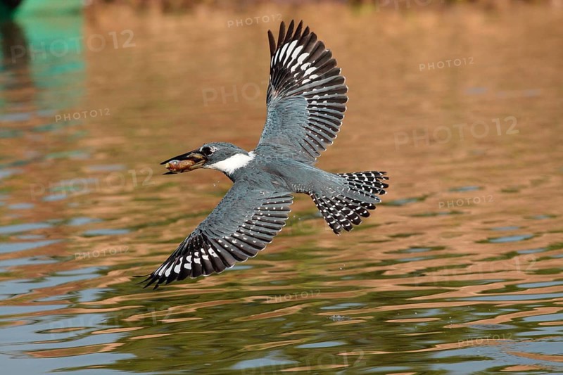 Ringed Kingfisher
