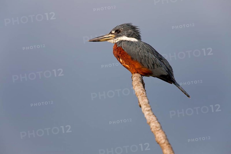 Ringed kingfisher