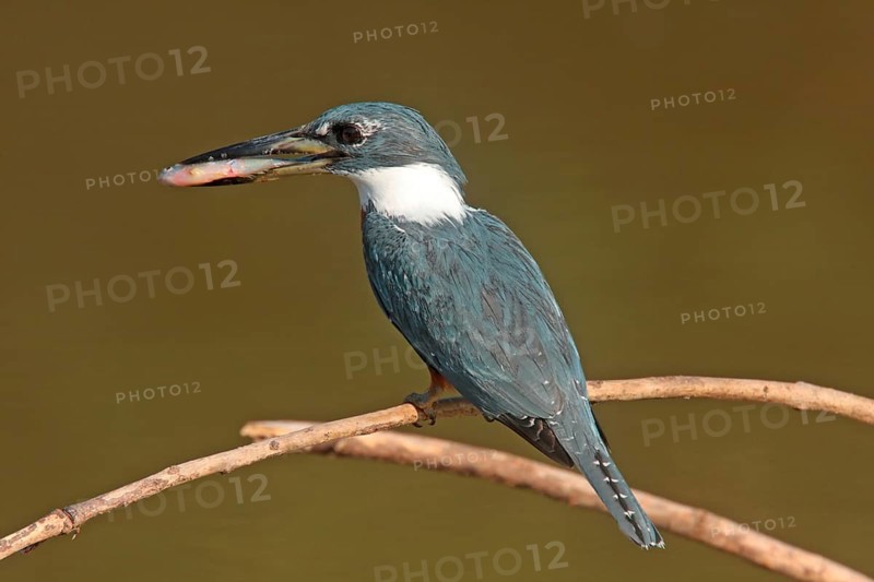 Ringed Kingfisher
