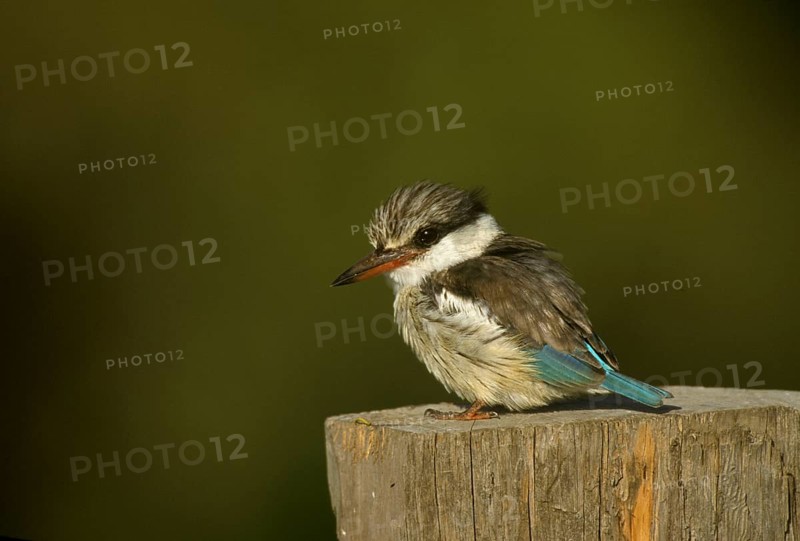 Striped kingfisher