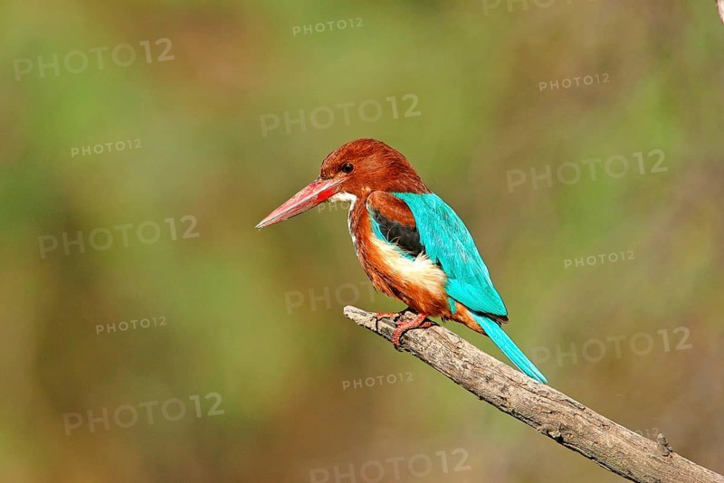 White-breasted Kingfisher Adult perched on India