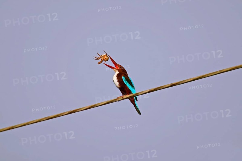 White-throated kingfisher