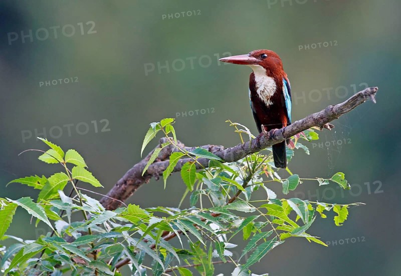 White-throated kingfishers