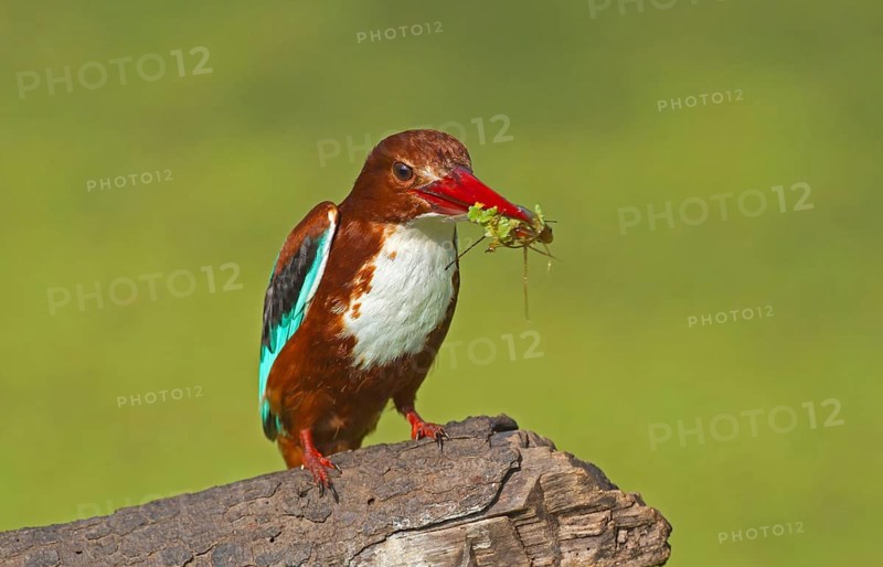 White-throated Kingfisher