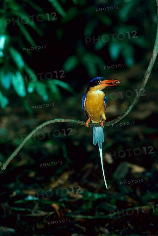 Buff-breasted paradise kingfisher