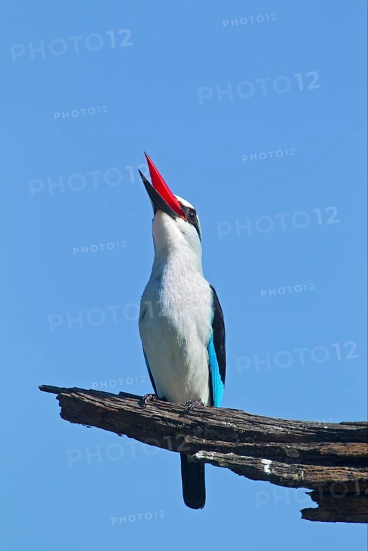 Woodland kingfisher