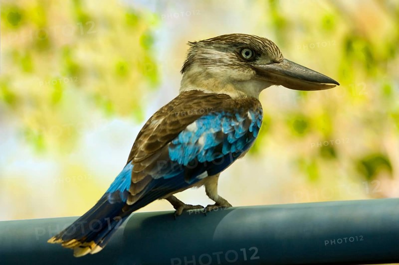 Blue-winged blue-winged kookaburra