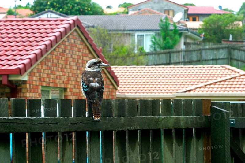 Laughing laughing kookaburra