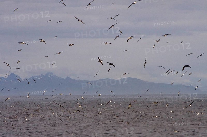 Cape Petrel