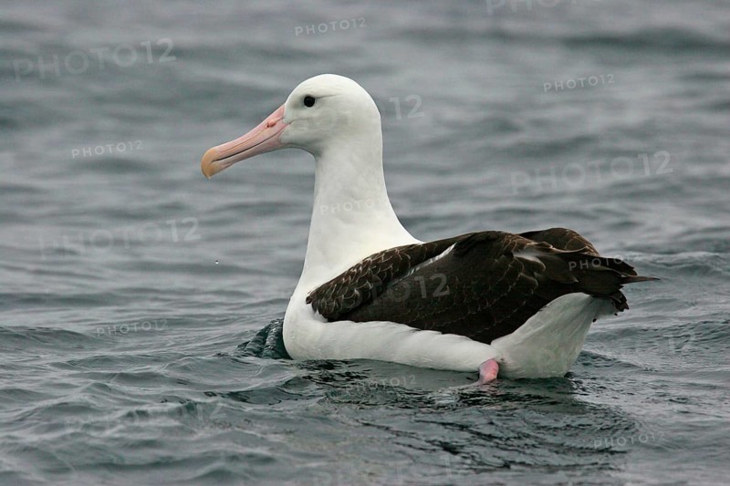 Northern Royal Albatross