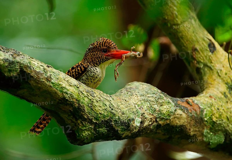Banded Kingfisher