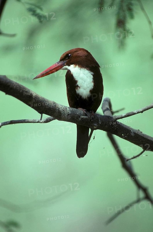 White-throated kingfishers