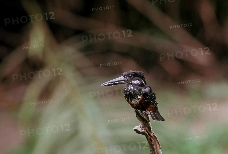 Giant kingfisher
