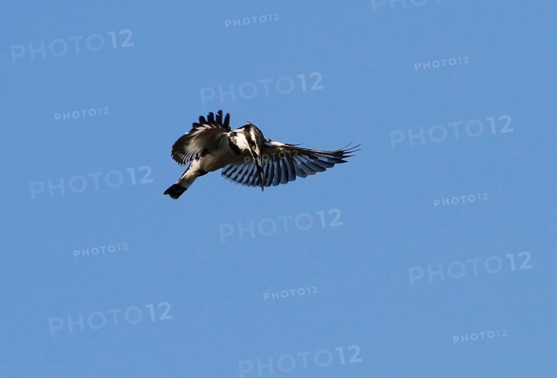 Alcedo rudis
