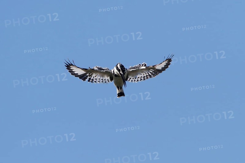 Alcedo rudis