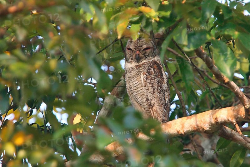 Mottled wood owl