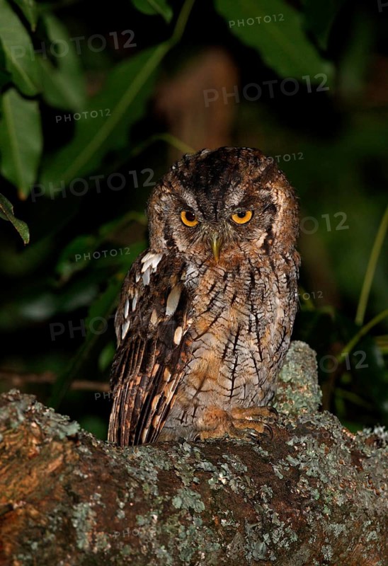 Hoy's Screech-owl