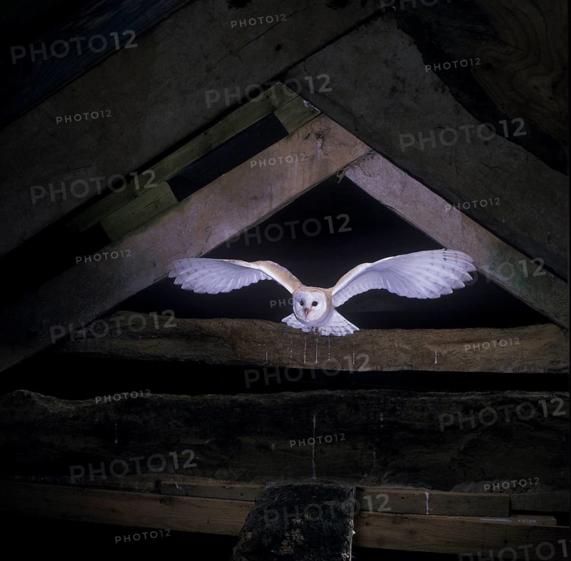 Barn Owl