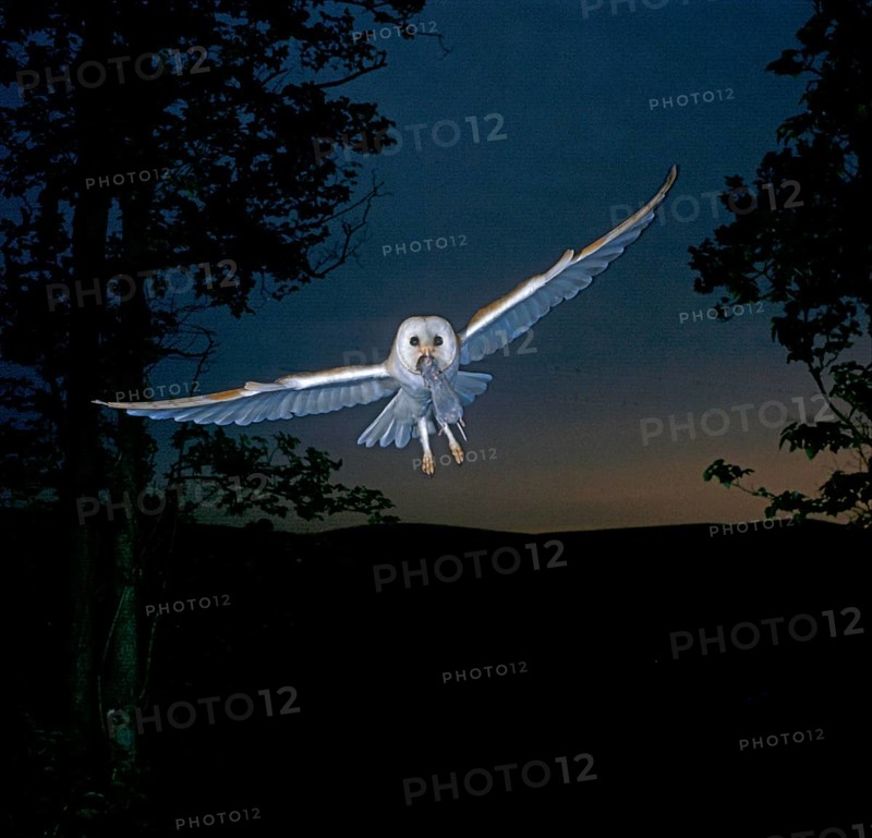 Barn Owl