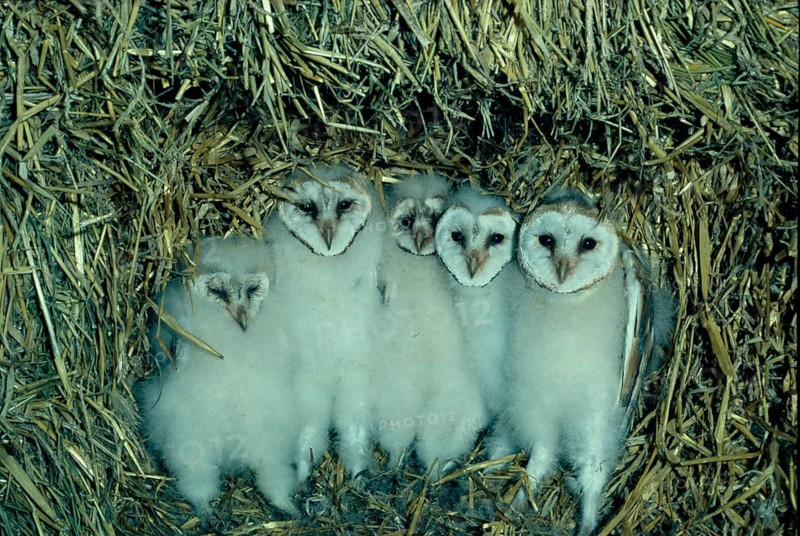 Barn Owl