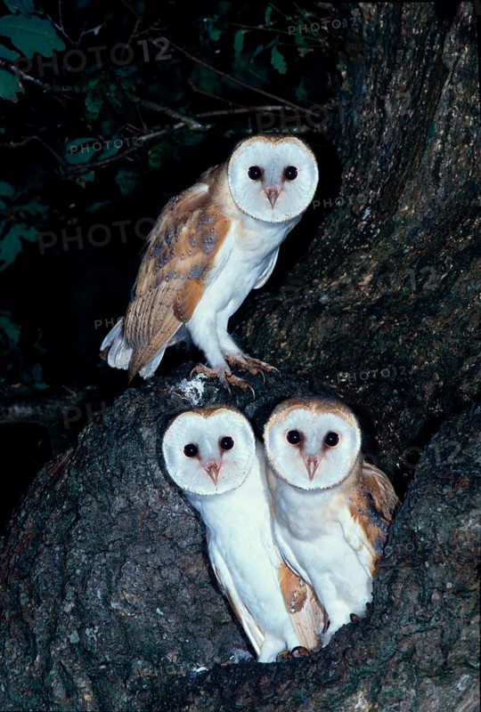 Barn Owl