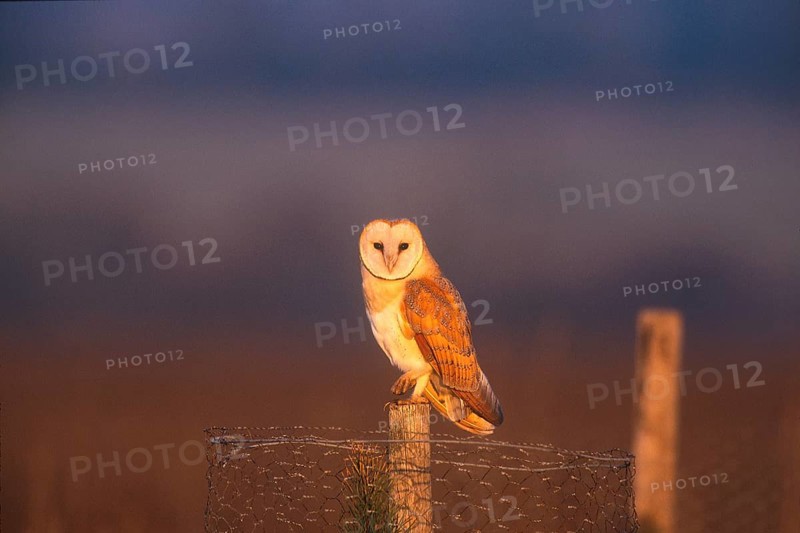 Common barn owl