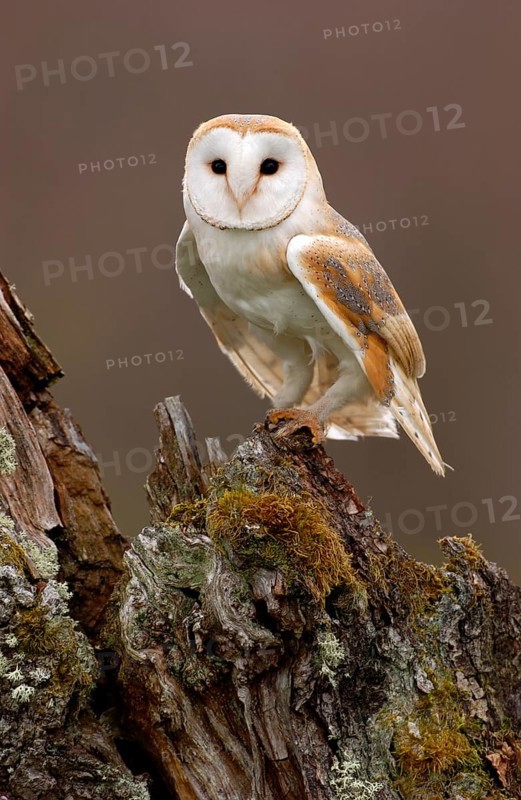 Barn Owl