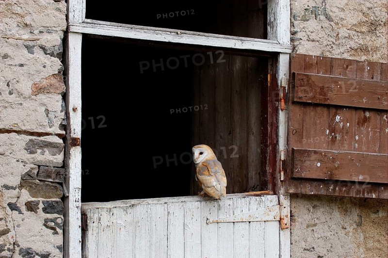 Barn Owl