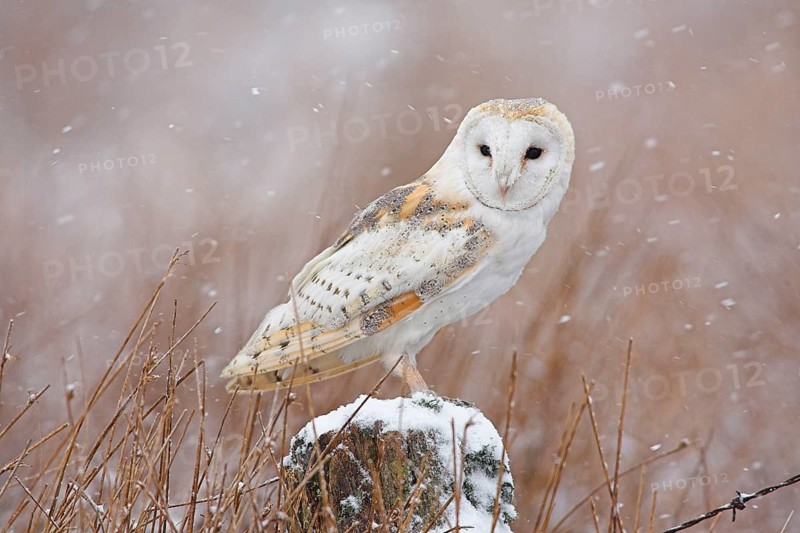 Barn Owl